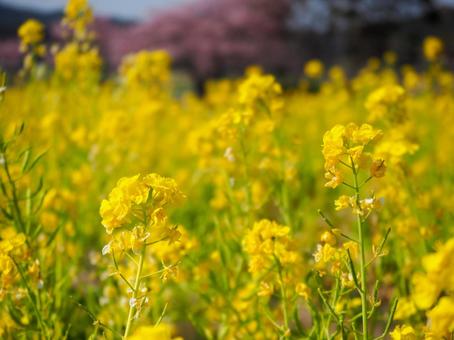 菜の花畑 菜の花畑の写真