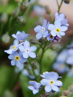 Photo, waslenagsa, macro, vivid, 