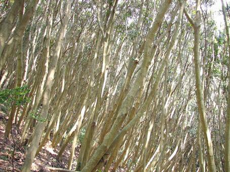 照葉樹マテバシイの森(千葉県 烏場山) 照葉樹,マテバシイ,常緑広葉樹の写真素材
