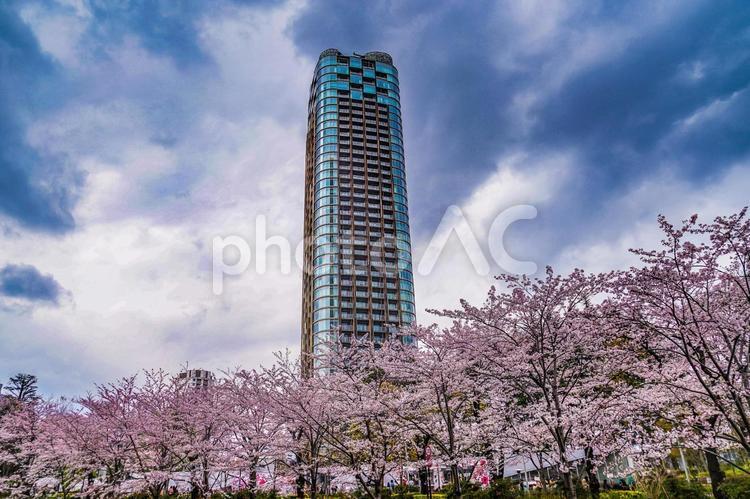 曇天の空と六本木の満開桜 サクラ,桜,六本木の写真素材