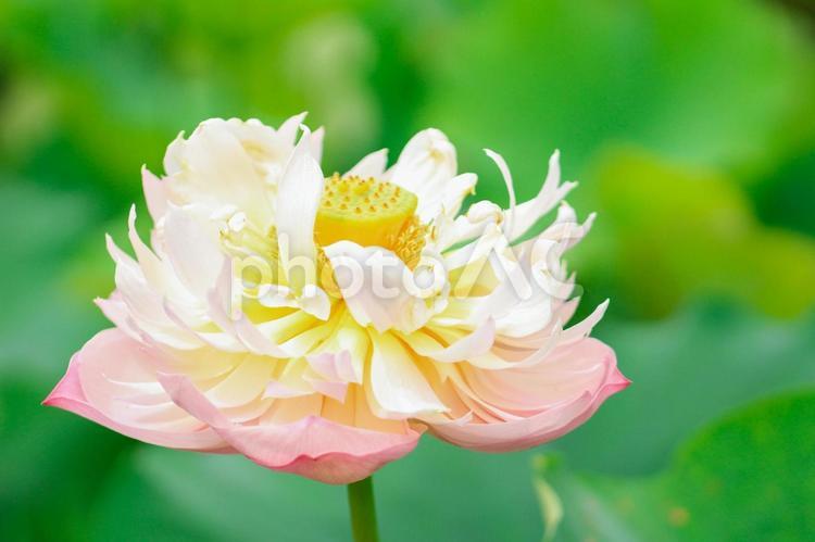 ハスの花、清浄なる花 蓮,蓮の花,ハスの花の写真素材