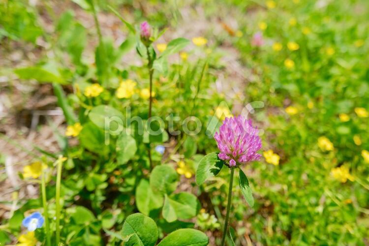 アカツメグサと春の草花 アカツメグサ,雑草,植物の写真素材