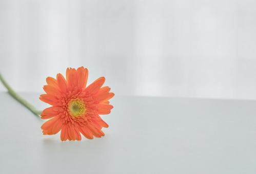 穏やかな光と綺麗なカーネーションの生花 背景,生花,花の写真素材