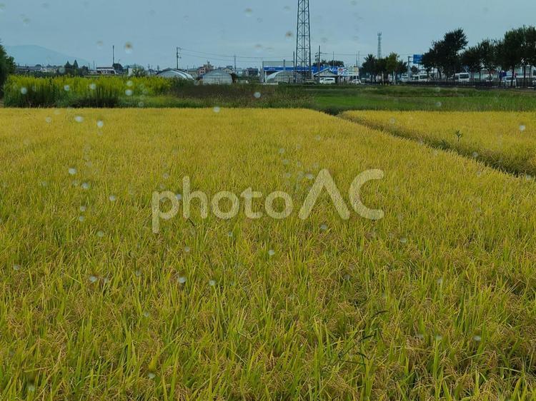 稲刈り前の田んぼ 稲,米,稲穂の写真素材