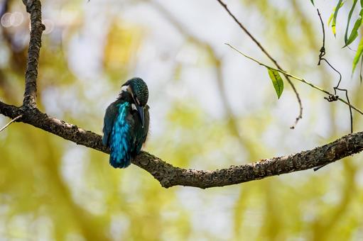 カワセミの若鳥⑻ カワセミの若鳥⑻ 鳥,カワセミ,若鳥の写真素材