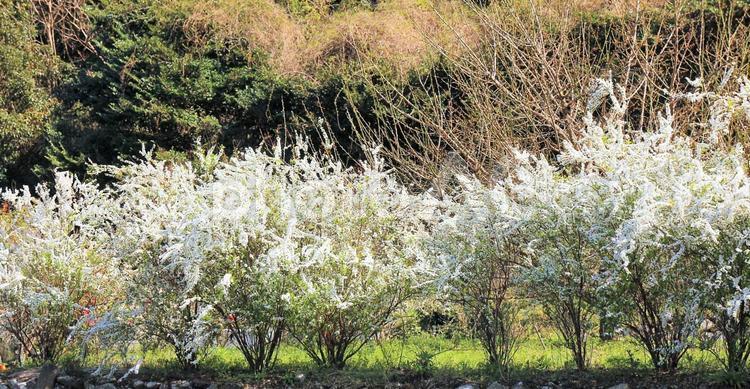 雪柳の花の並木 雪柳,白い花,白いの写真素材