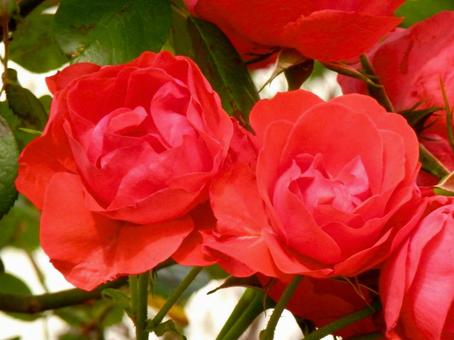 薔薇 薔薇の写真