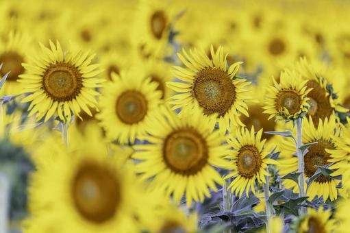 福岡-【柳川ひまわり園】 ひまわり,花,植物の写真素材