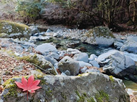 渓流に映える一葉の紅葉2 渓流に映える一葉の紅葉2の写真