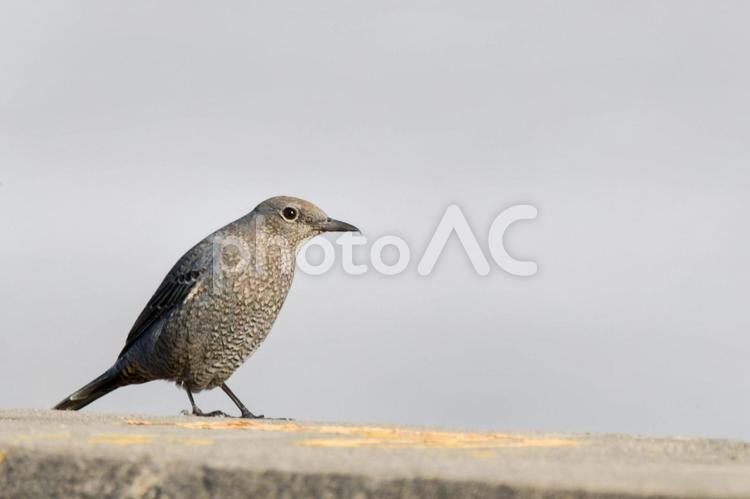 野鳥　イソヒヨドリ(メス♀) イソヒヨドリ,ヒヨドリ,保護鳥の写真素材