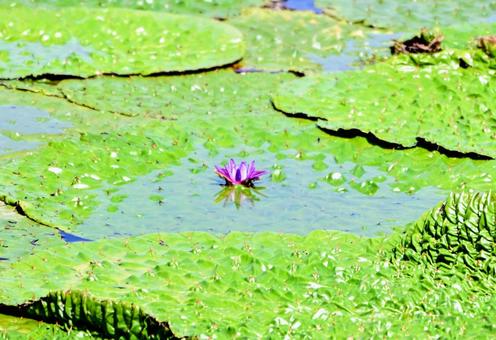 オオオニバスの葉と可憐な花 オオオニバスの葉と可憐な花の写真