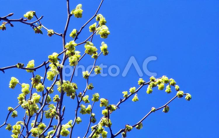 ヒュウガミズキの花と澄んだ青空 ヒュウガミズキ,花木,花の写真素材