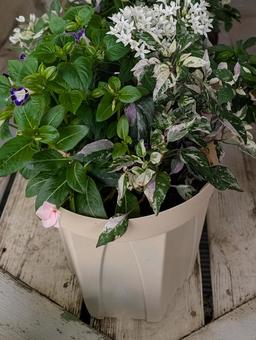 カラーリーフの寄せ植え カラーリーフの寄せ植えの写真