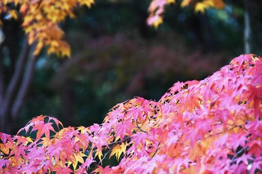 紅葉 紅葉,秋,もみじの写真素材