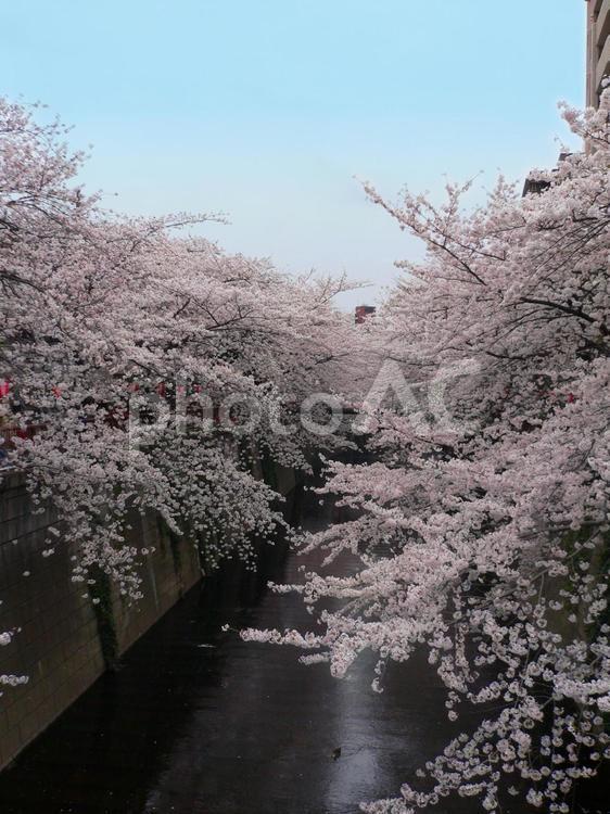 目黒川の桜 目黒川,中目黒,桜の写真素材