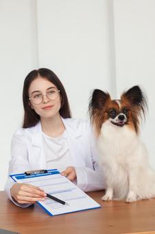 女性とパピヨンワと記入用紙 医療,予防,医者の写真素材