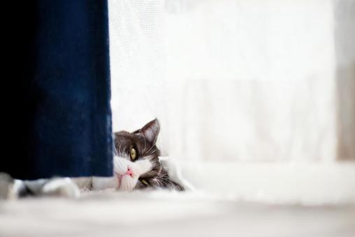 カーテンの隙間から見る猫 カーテンの隙間から見る猫,猫,ねこの写真素材