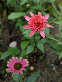 エキナセアの花 3 エキナセアの花 3の写真