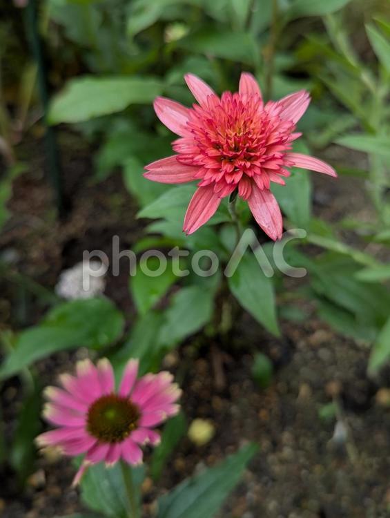 エキナセアの花 3 エキナセア,ピンク,花の写真素材