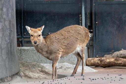 しか シカ,可愛い,動物園の写真素材