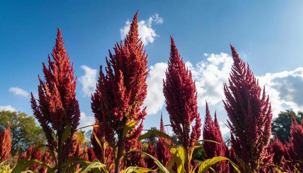 秋の花 ケイトウ 9月 10月 秋の花 ケイトウ 9月 10月の写真