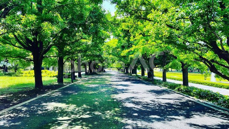 国立昭和記念公園 背景,背景素材,壁紙の写真素材