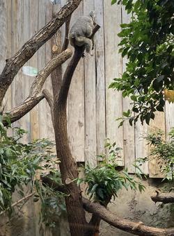 Cute sitting koala, JPG Cute sitting koala, JPG