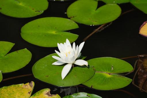 Water Lily, JPG