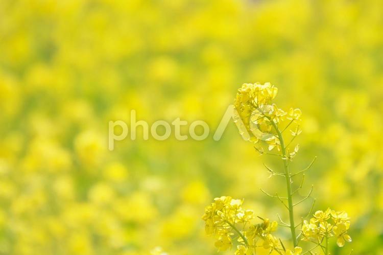 黄色く染まる満開の菜の花畑２ 菜の花,早春,花の写真素材