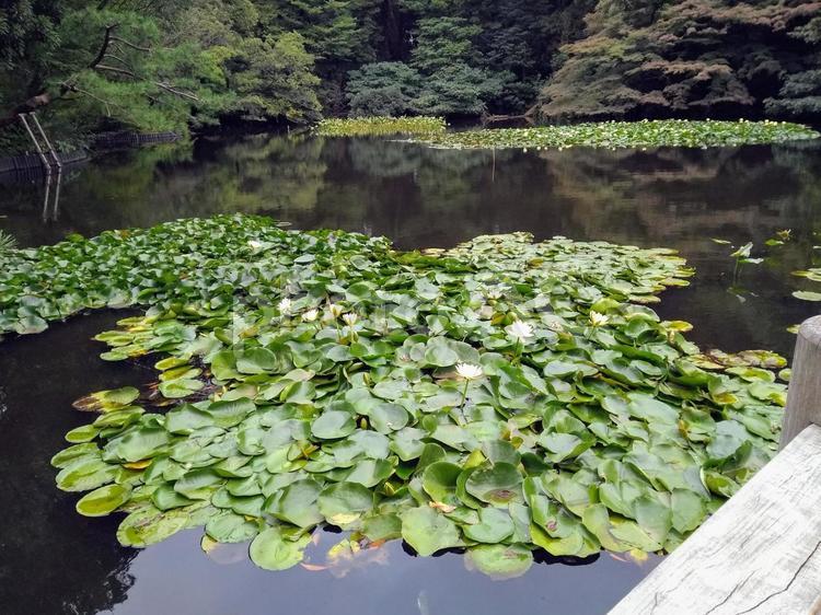 明治神宮の池 池,沼,明治神宮の写真素材