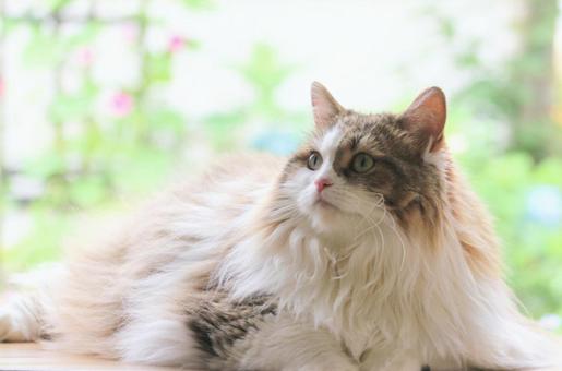 見つめるもふもふな猫 見つめるもふもふな猫の写真