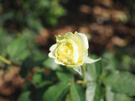 バラ園で黄色い薔薇を撮りました バラ園で黄色い薔薇を撮りましたの写真