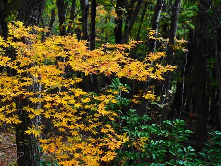 紅葉（塩田平東山）の写真