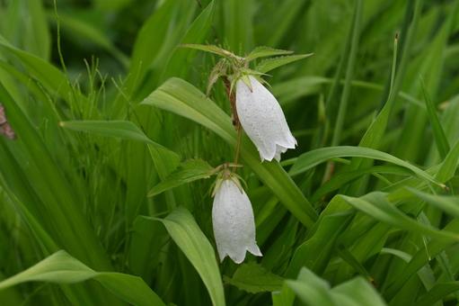 White campanula flowers taken in my garden, JPG