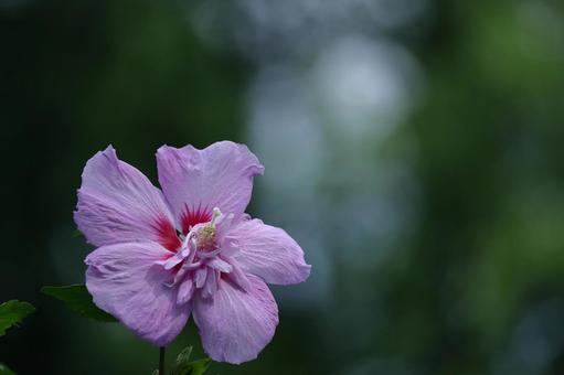 夏の茶室を彩る 夏の茶室を彩る 木槿,花,アオイ科の植物の写真素材