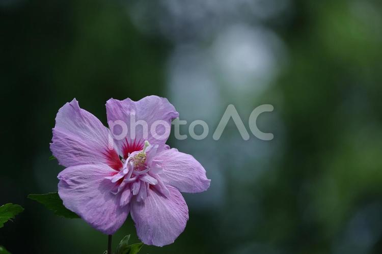 夏の茶室を彩る 木槿,花,アオイ科の植物の写真素材