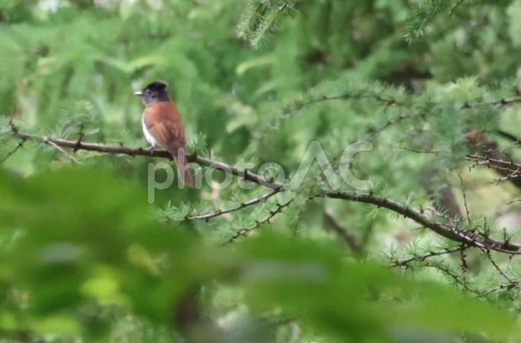 サンコウチョウのメス サンコウチョウ,野鳥,林の写真素材