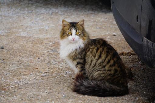 毛が長いしましま模様の猫 毛が長いしましま模様の猫の写真