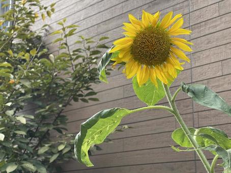 9月：ひまわりの花　2025/9/23 ひまわり,向日葵,ヒマワリの写真素材