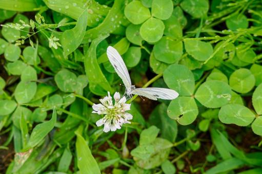 Cabbage White Butterfly(29), JPG Cabbage White Butterfly(29), JPG