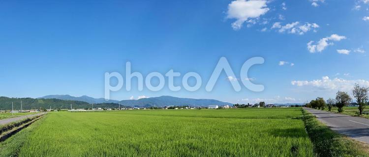 （パノラマ） 夏、松本市内の水田の風景 パノラマ,夏,松本市内の写真素材