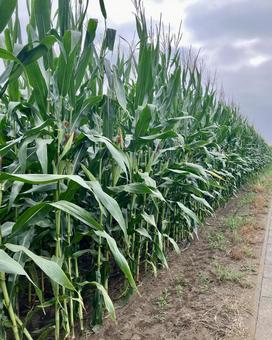 Photo, corn, bait, breeding, 