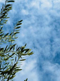 オリーブの木の枝と青空　コピースペース オリーブ,枝,木の写真素材