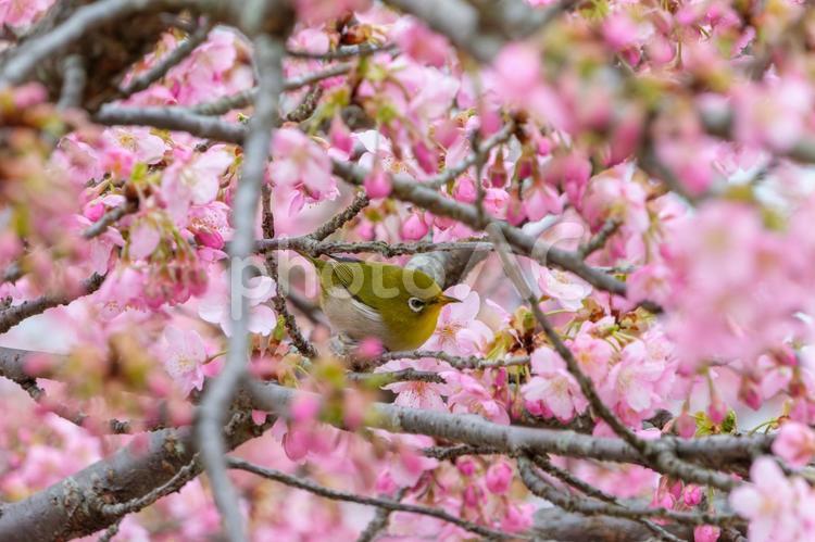 桜の枝で春を楽しむメジロ メジロ,鳥,野鳥の写真素材
