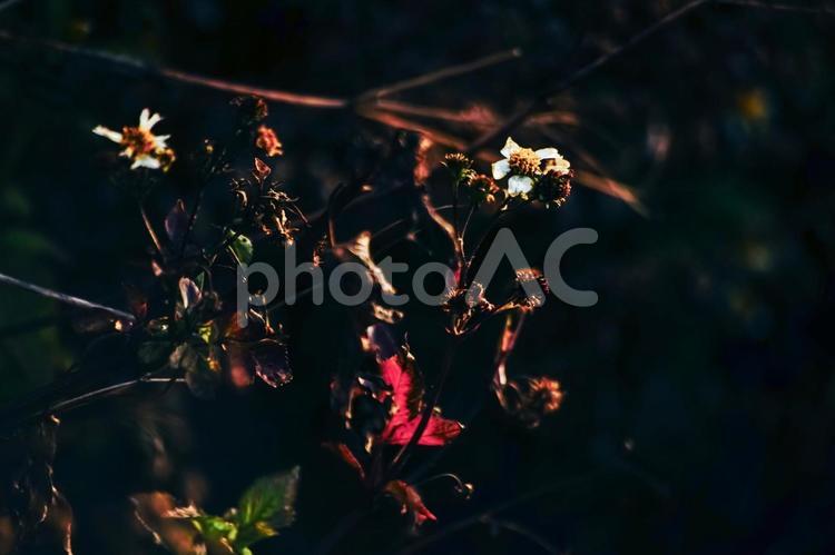 ＜五島の春＞夜明けのシロバナセンダングサ コシロノセンダングサ,シロバナセンダングサ,花の写真素材