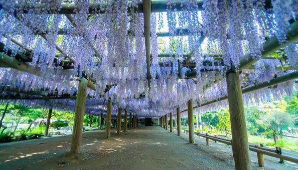 藤棚に咲く満開の藤の花 藤棚に咲く満開の藤の花の写真