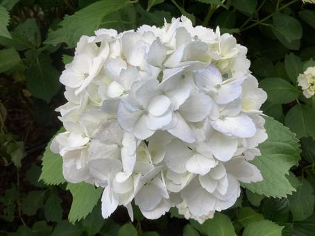 紫陽花 紫陽花 紫陽花,アジサイ,白い花の写真素材