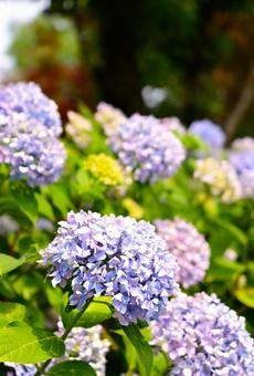 Hydrangeas blooming under the rainy season sky, JPG