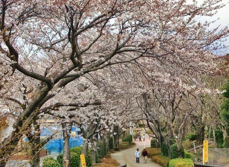 桜の季節-36 桜の季節-36 桜,木,幹の写真素材