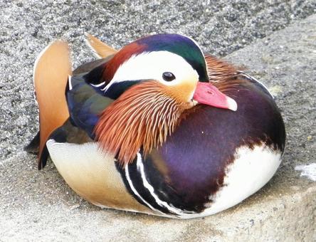 動物園の愉快な仲間たち 動物園の愉快な仲間たちの写真